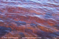 an image of a red fish in the water