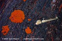 an orange lichen on the surface of a rock