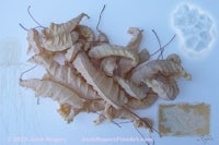 a piece of paper with a piece of jellyfish on it